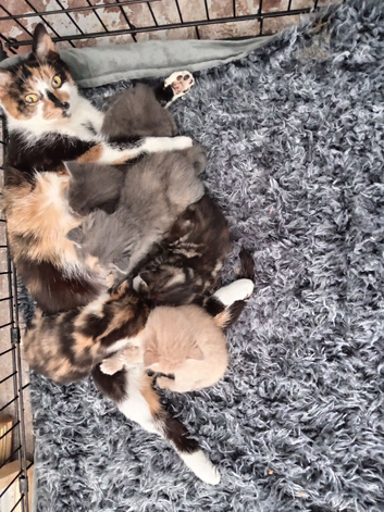 2 beautiful  female kittens