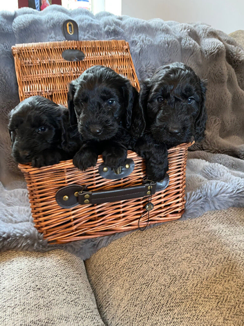 7 stunning F1 cockapoo puppies