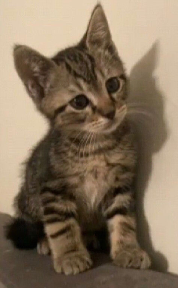 Kittens ready now