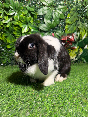 Pure breed mini lop (ADULT) Female