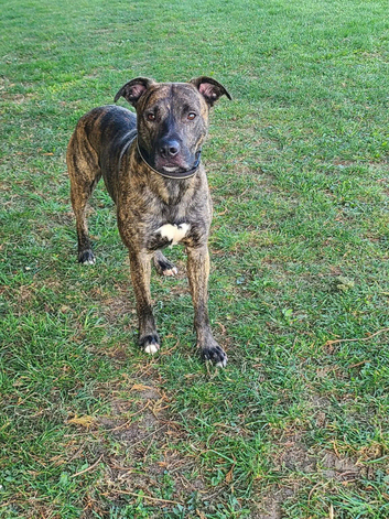 Staffie cross collie