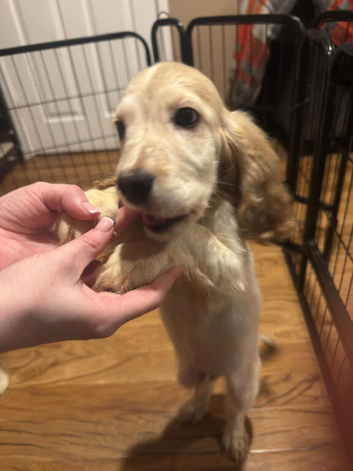 Beautiful Cocker Spaniel puppies