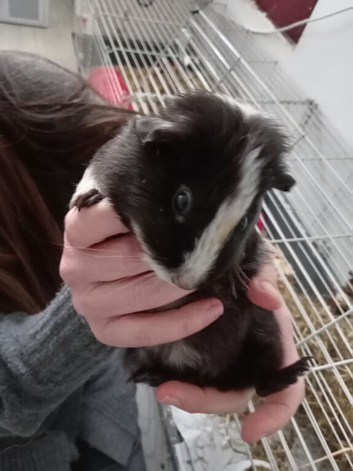 Lovely young guinea pig