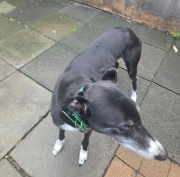 ***FERN RESCUE* 8 YR OLD GREYHOUND FOR ADOPTION***