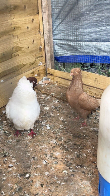 Breeding pair of Nun pigeons