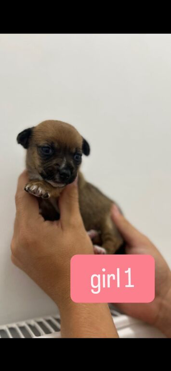 Looking For There Forever Homes