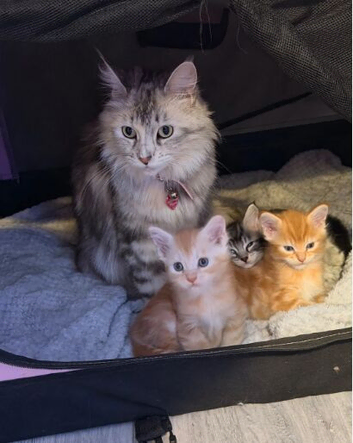 3 x beautiful Mainecoon kittens
