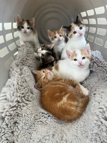 Friendly playful kittens for sale