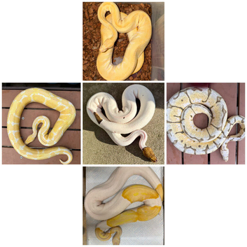 Urgent various royal python adults for sale