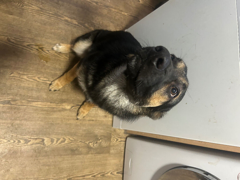 Collie x alsatian