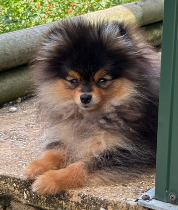 Rkc Pomeranian Puppy for sale