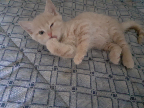 Creamy white kitten