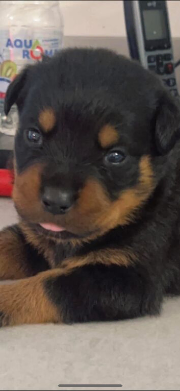 Pedigree German Rottweiler puppies