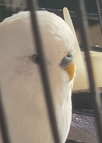 Budgies couple