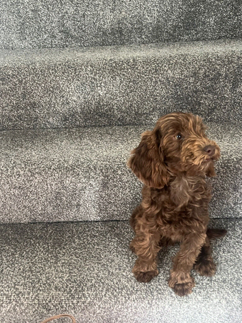 Cockpoo boy chocolate pup