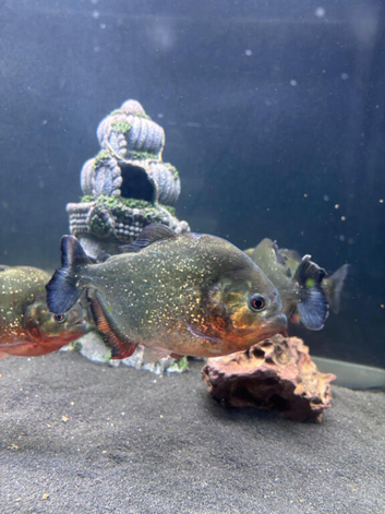 5x red belly piranha