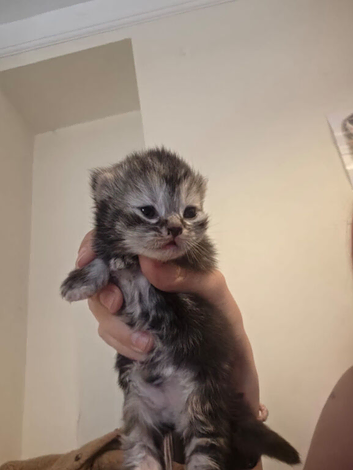 Kittens