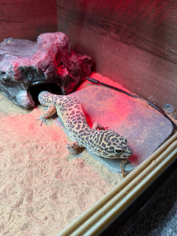 Make leapard gecko with full set up