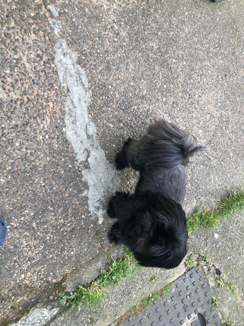 Shih Tzu stud