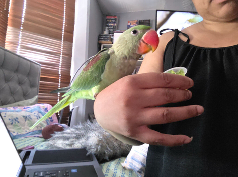 Alexandrian parrot 16 weeks old hand reared