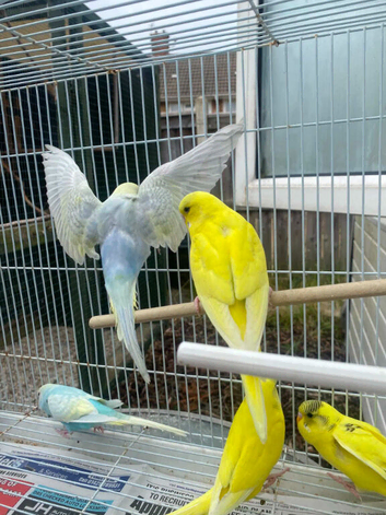 Baby rainbow and pied budgies