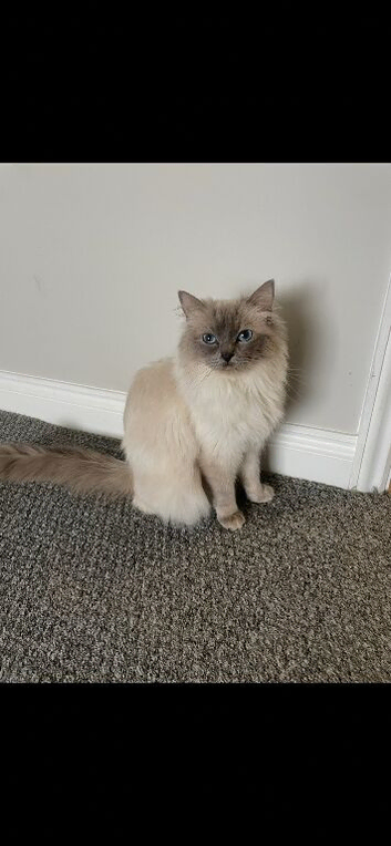 Ragdoll Beautiful Blue point female