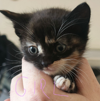 4 little girls looking for loving homes