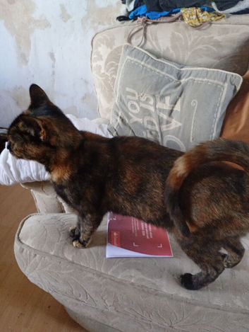 Female young cat