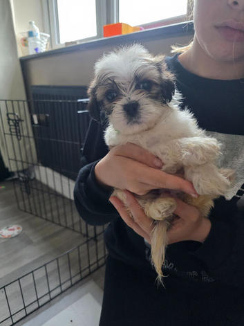 Cava-tzu puppies