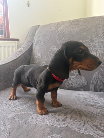 Stunning Dachshund pups
