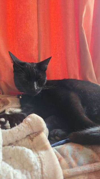 2 cats