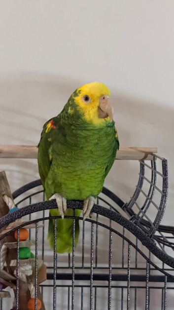 Amazon parrot
