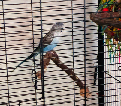 Lonely female budgie looking for a new home