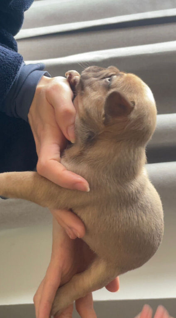 French bulldog puppies