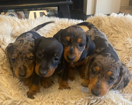 KC Reg Miniature Dachshund Puppies