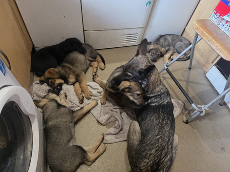 Gsd x