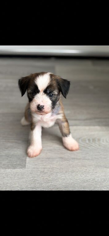 Kc registered Chinese crested