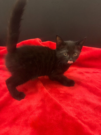 2 Left!! 1/2 Siamese kittens