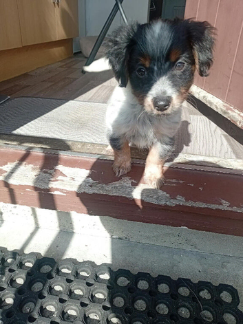 Zuko - Male - 13 week Jack Russell puppy  &pound;400