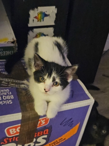Kittens for sale