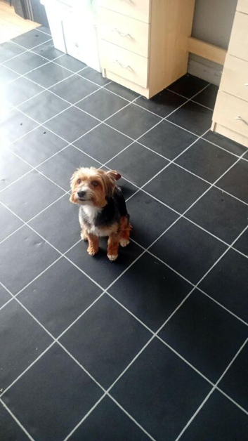 Charlie yorkshire terrier