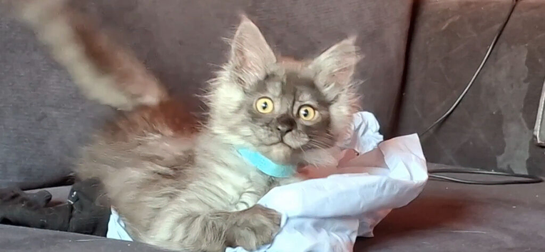 Pedigree Maine Coon kittens in Manchester