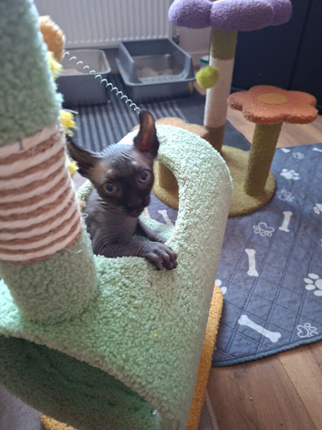 READY NOW Stunning Sphynks kittens,