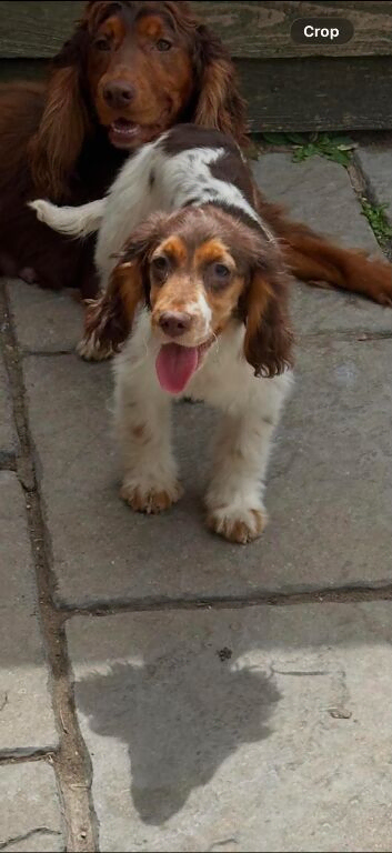Sad sale of our show spaniel