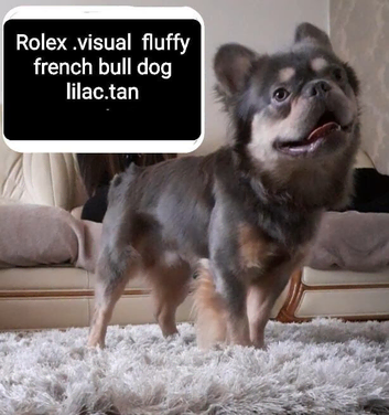 French bulldog