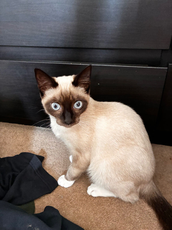 Beautiful kitten