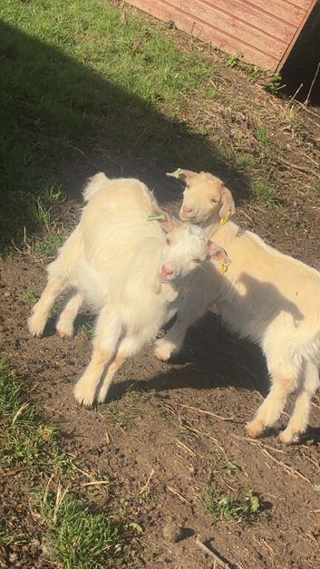 Two female goat kids