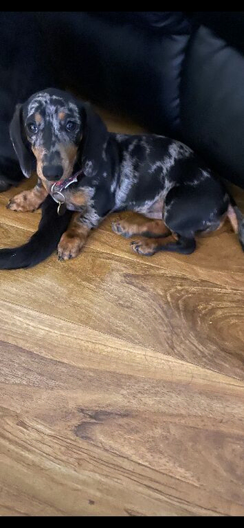 female miniature Dachshund 4 months old