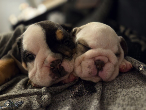 Beautiful kc English bulldogs