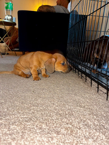 Beautiful red/light red dachshund boys